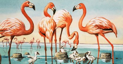 Flamingoes by English School